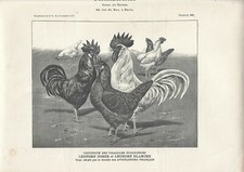 Stampa antica galli usato  Lecco