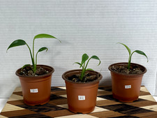 plants pick for sale plants pick for sale Concord