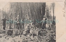 Usado, Weott California CA-CORTANDO ÁRVORE SEQUOIA GIGANTE-Cartão postal registro/Ferndale CA comprar usado Usado, Weott California CA-CORTANDO ÁRVORE SEQUOIA GIGANTE-Cartão postal registro/Ferndale CA comprar usado  Enviando para Brazil