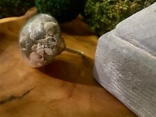 Live seashell filled for sale  Wellsboro