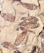 green river fossil for sale green river fossil for sale Hesperia