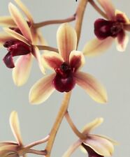 cymbidium orchid for sale  New Orleans