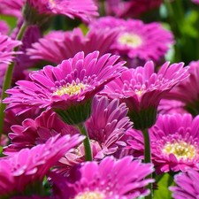 Gerbera garvinea sweet for sale Gerbera garvinea sweet for sale  BOSTON