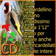 Canto del cardellino usato  Mola di Bari