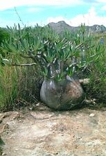 Pachypodium gracilius seeds d'occasion  Blagnac