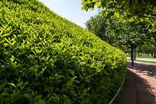 Cherry laurel hedging for sale  Shipping to Ireland