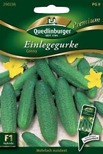 Einlegegurken conny samen gebraucht kaufen  Pulheim