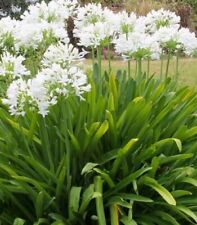 Agapanthus africanus white for sale  HIGH WYCOMBE