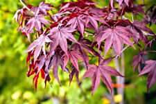 Acer palmatum emperor for sale  Silverton