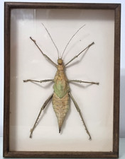 Vintage tree nymph for sale  BEDFORD