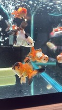 Premium oranda fantail for sale  Haslet