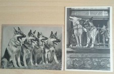 york hund gebraucht kaufen york hund gebraucht kaufen Reppenstedt