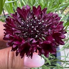 100 samen kornblume gebraucht kaufen  Eichstätt