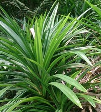 Pandanus amaryllifolius pandan for sale  Yucaipa
