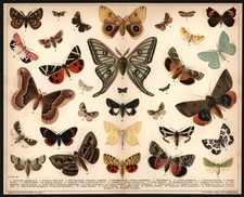 Lithographie 1896 schmetterlin gebraucht kaufen  Burgdorf