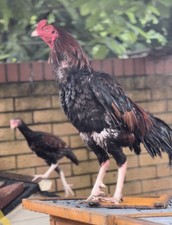 Fresh mianwali aseel for sale  PETERBOROUGH