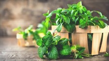 Spearmint peppermint cuttings for sale  Republic