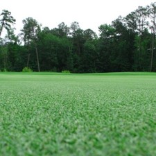 Premium bermuda grass for sale  Spring Lake