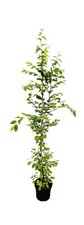 Carpinus betulus hainbuche gebraucht kaufen Carpinus betulus hainbuche gebraucht kaufen  Westerstede