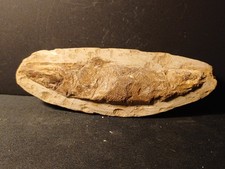 Poisson fossile vinctifer d'occasion  Orgon