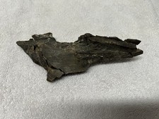 Hypacrosaur hadrosaur skull for sale  Livermore