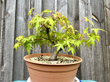 Klassischer bonsai fächerahor gebraucht kaufen  Theres