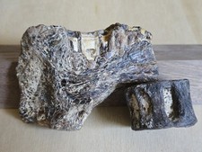 Xiphactinus left maxilla for sale  Frisco