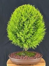 Lemon cypress bonsai for sale  Patchogue