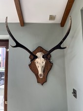 Antlers mounted for sale  BARNSLEY