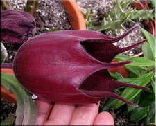 Stapelia leendertziae 3.5 for sale  Jacksonville