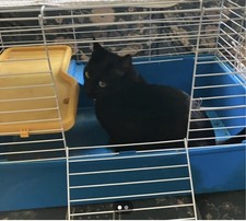 Guinea pig small for sale  WELWYN GARDEN CITY