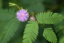 plants moving for sale  Orlando