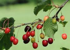Cherry morello fruit for sale  KING'S LYNN
