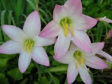Rain lily habranthus for sale  Middleburg