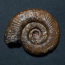 Praekossmatia dangarensis ammo usato  Italia