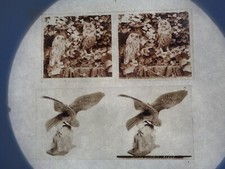 Taxidermie lot plaques d'occasion  Lézignan-Corbières