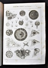 Stampa antica nomenclatura usato  Monterosso Almo