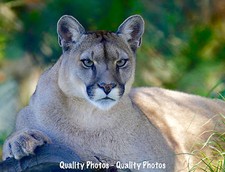 Mountain lion staring for sale  Brookings