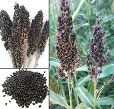 100 semi sorgo usato  Italia