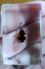Real beetle bug for sale  SOUTHEND-ON-SEA