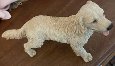 Golden retriever castagna for sale  SUDBURY