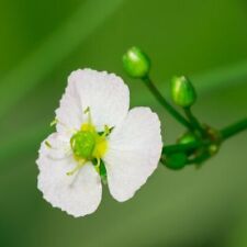100 graines plantain d'occasion  Sabres