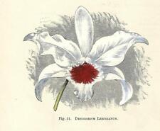 Stampa antica fiori usato  Lecco