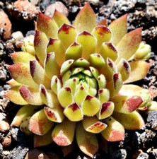 Sempervivum golden tiffany usato Sempervivum golden tiffany usato  Spedire a Italy