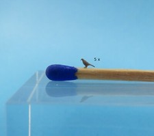 Taube stück rückenlänge gebraucht kaufen  Köln