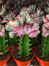 Coral cactus mermaid for sale  Los Angeles