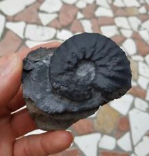 Fossil ammonite paraceratites usato  Valdastico