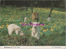 Animals postcard sheep for sale  WATERLOOVILLE