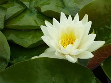 Odorata fragrant white for sale  Sanger