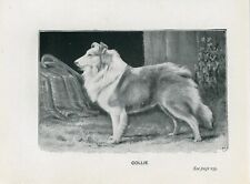COLLIE ÁSPERO NOME CÃO PEQUENO ANTIGO 1900 IMPRESSÃO DE ARTE DE CACHORRO comprar usado  Enviando para Brazil